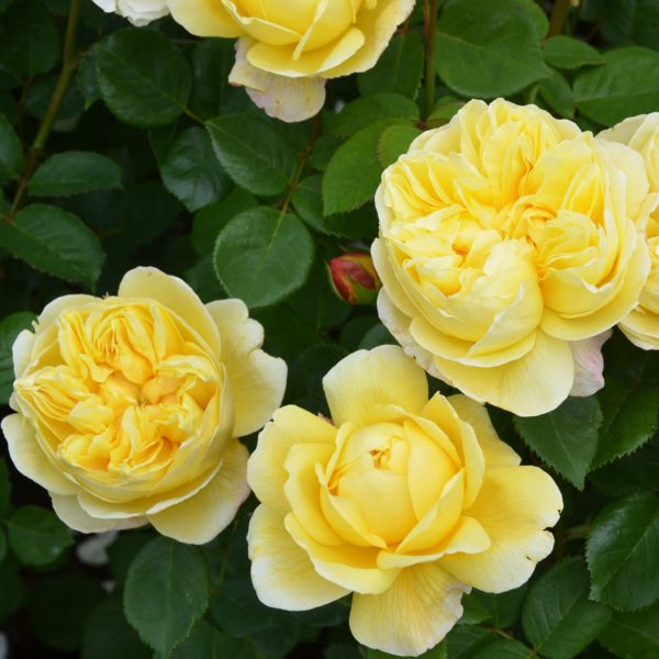 Hoa hồng Charles Darwin Rose độc đáo